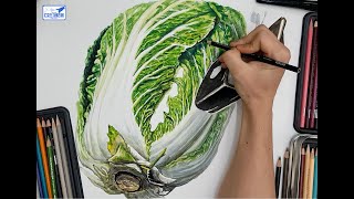 (기초디자인 개체묘사) Napa cabbage, AirPods / 배추, 에어팟 #경희대