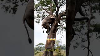 How to fell a tree by an elephant 😱🫣 #youtubeshorts