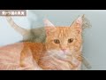 【タビー猫総集編】珍しいトラ猫の毛色と知られざるその特徴や性格