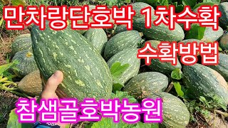 만차랑단호박 수확 방법/수확후 운반방법/꼭지켜야 품질좋은 호박으로 탄생된다.#참샘골호박농원