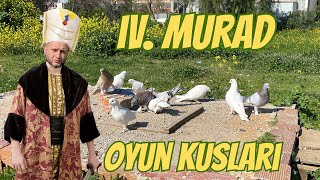 IV. Deli Murat Sığınak Kümesi - Dumanlı Taklacı Oyun Kuşu (Uçum Videosu)