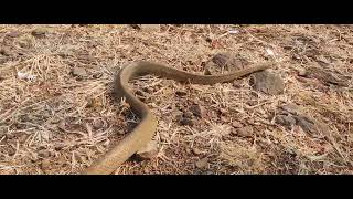 Rat snake release on forest area || धामण साप सोडले निसर्गात #ratsnake dhaman saap|#solapu#wildlife