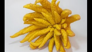 BUDDHA'S HAND || Fruit Review 2