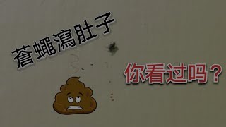 #Shorts 蒼蠅瀉肚子💩 Flies holy shits😨😨😨 你看过吗？请留言。Have you seen... please comments.