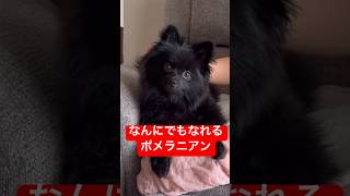 耳がぷにぷにのポメラニアン#shorts #ペット #pomeranian