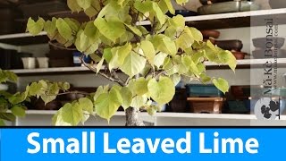 125)  Bonsai Tree Care of Small Leaved Lime - Tilia cordata - European Bonsai Species