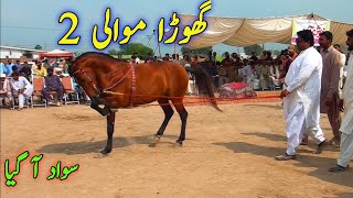 Ghora موالی 2 | Shaswar Ustad Haroon Khan Taheem | Punjab Horse Dance Program | The Best Horse Dance