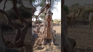 Camels enjoying in winter season #wildlife #meeting #shorts #viralvideo #viralshorts #shorts