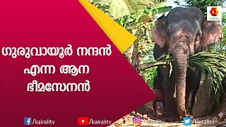 ഏറ്റവും ഭാരം കൂടിയതും വണ്ണം കൂടിയതുമായ ആന | Guruvayoor Nandan | E4 Elephant | Kairali TV