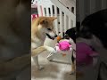 份禮物係我嫁！比返我啦。 柴柴 柴犬 豆柴 香港柴犬 shiba shibainu