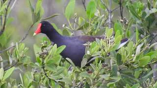 Common Gallinule, call