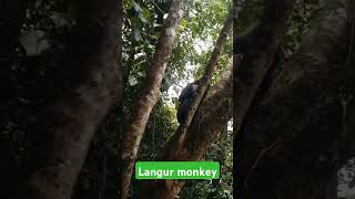 Langur monkey at sabarimalai#shorts