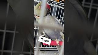 Kisses during the road rip! 🚙 #talkingbird #talkingparrot #couplegoals #parrot #roadtrip