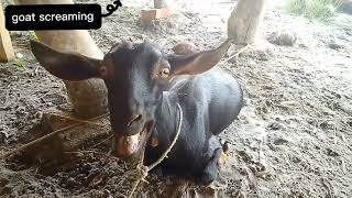 Funny Goats Screaming like Humans,Screaming Goat,Goat sounds,adbi azan
