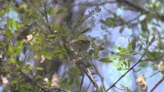 Two-barred Greenish Warbler (Phylloscopus plumbeitarsus)