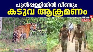 Wayanad Tiger Attack | വായനാടിൽ നാലാം ദിവസവും തുടർന്ന് കടുവ ആക്രമണം | Amarakuni Tiger Attack