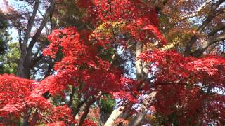 東郷公園紅葉