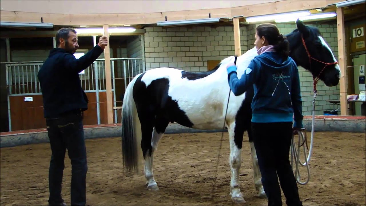 Kurs Freiheitsdressur Youtube