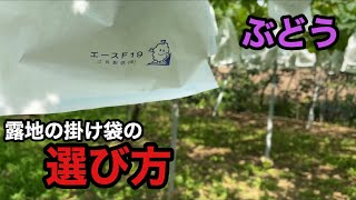 「ぶどうの作業」袋掛け作業、露地の袋の選び方