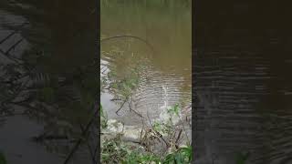 Sangat berani..! Sambaran ikan gabus besar di ujung joran pancing #shorts