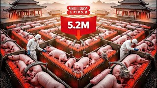 🐖 Chinese Farmers Are Raising Millions of Pigs This Way