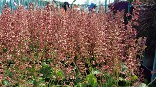 Heuchera Berry Timeless (Coral Bells)