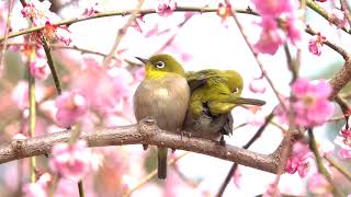 2020.03.03 しだれ梅とイチャイチャメジロ （大縣神社梅園）