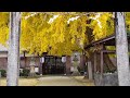 【紅葉和歌山】丹生酒殿神社の大銀杏