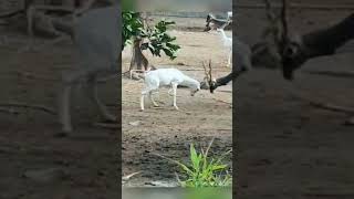 #Fight White Deer Vs Black Buck