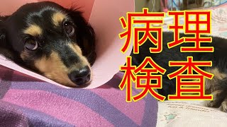 【犬の病気】癌の病理検査の結果が出ました【肥満細胞腫】ミニチュアダックスフンド