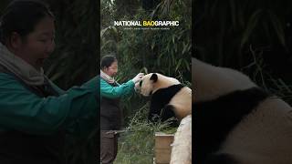 이모 보고 달려가는 사랑둥이 좀 보세요. 오바오님 표정 내 표정..🐼🩷