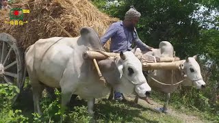 বাও কুমটা বাতাস যেমন ঘুরিয়া ঘুরিয়া মরে || পঞ্চানন রায় || Bao Kumtha Batash Jemon ||