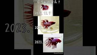 ♪成長記録⑪しろん孵化から７ヶ月！今月ペアリングするよ！お相手は…最後まで見てね！ #アクアリウム #熱帯魚 #飼育 #betta #ベタ #繁殖 #bettafish #クラウンテール