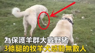 3條腿的牧羊犬，為保護羊群大戰野豬立下大功，感動無數人，這才是一隻好犬應有的樣子#牧羊犬 #野狼 #動物世界 #野豬