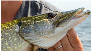 Pike fishing in the Dutch Twiske / Vissen in het Twiske