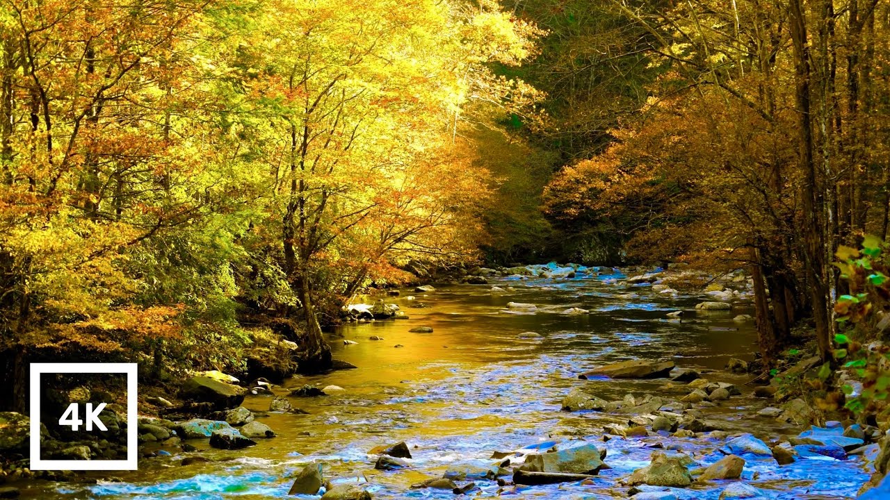 4k Autumn Forest River Ambience Gentle Creek Nature Sounds