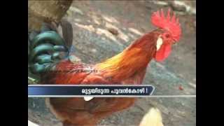 Real Story: A rooster laid eggs in Kannur