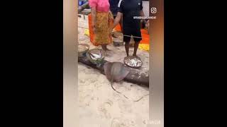 Bumper catch of Solar Prawns on the eve of beginning of fishing 🐠🐟 season in Colva, Varca.See video