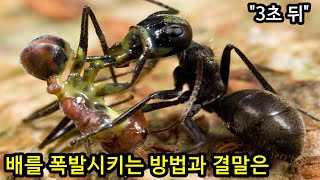 건들기만 해도 진짜 터져버리는 개미를 건들면 ㅈ되는 이유