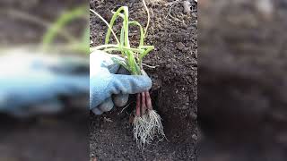 Sowing onions - Growing from seed