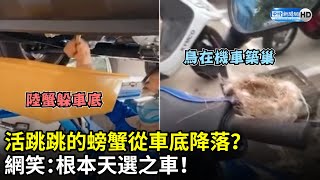 活跳跳的螃蟹從車底降落？　網笑：根本天選之車！ @ChinaTimes