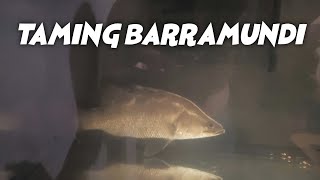 Taming the barramundi fish in aquarium, feed the shrimp by hand