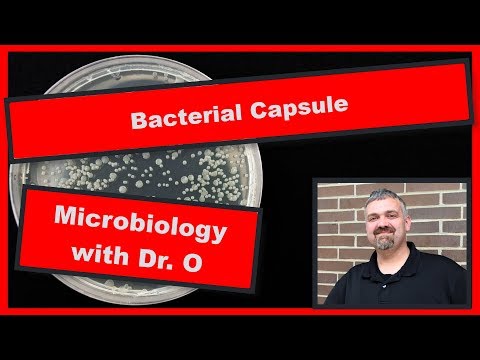 Why is a capsule useful for bacteria?