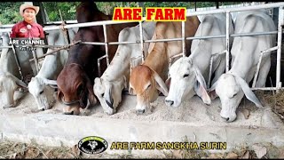 ชมวัวบราห์มันเลือดร้อย ARE FARM กินฝุ่นข้าวโพด โปรตีนสูง มื้อเย็น