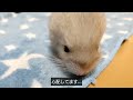 【292日目】２才のチンチラをお迎えしても懐いてくれるのか！？【おめめキラキラ✨】