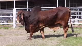 RMC Monte 38 “Special”  Full Brother +TJF Mr.Smokin gun 109/7 @SG Cattle Channel