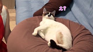 【保護猫あお No.33】怖い夢を見たのにゃ！　2021/08/12