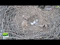 🦅duke farms🐣🥚🥚baby s 1st day in the world.💕1st bald eaglet has hatched february 25 2025