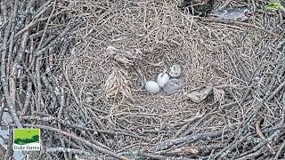 🦅DUKE FARMS🐣🥚🥚Baby's 1st day in the world.💕1st Bald eaglet has hatched! February 25, 2025