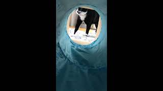 軽快なくねくね【猫動画】白黒猫ざきおtuxedo-cat